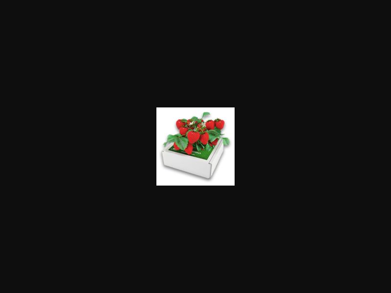Skazochnyi sbor - miracle berry (strawberry) | low price