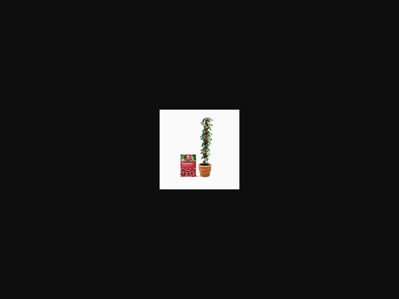 Minitrees - fruit mini trees | low price