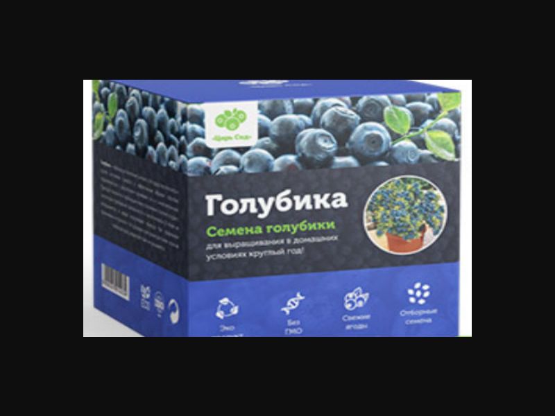 Blueberries for growing Denis Blue